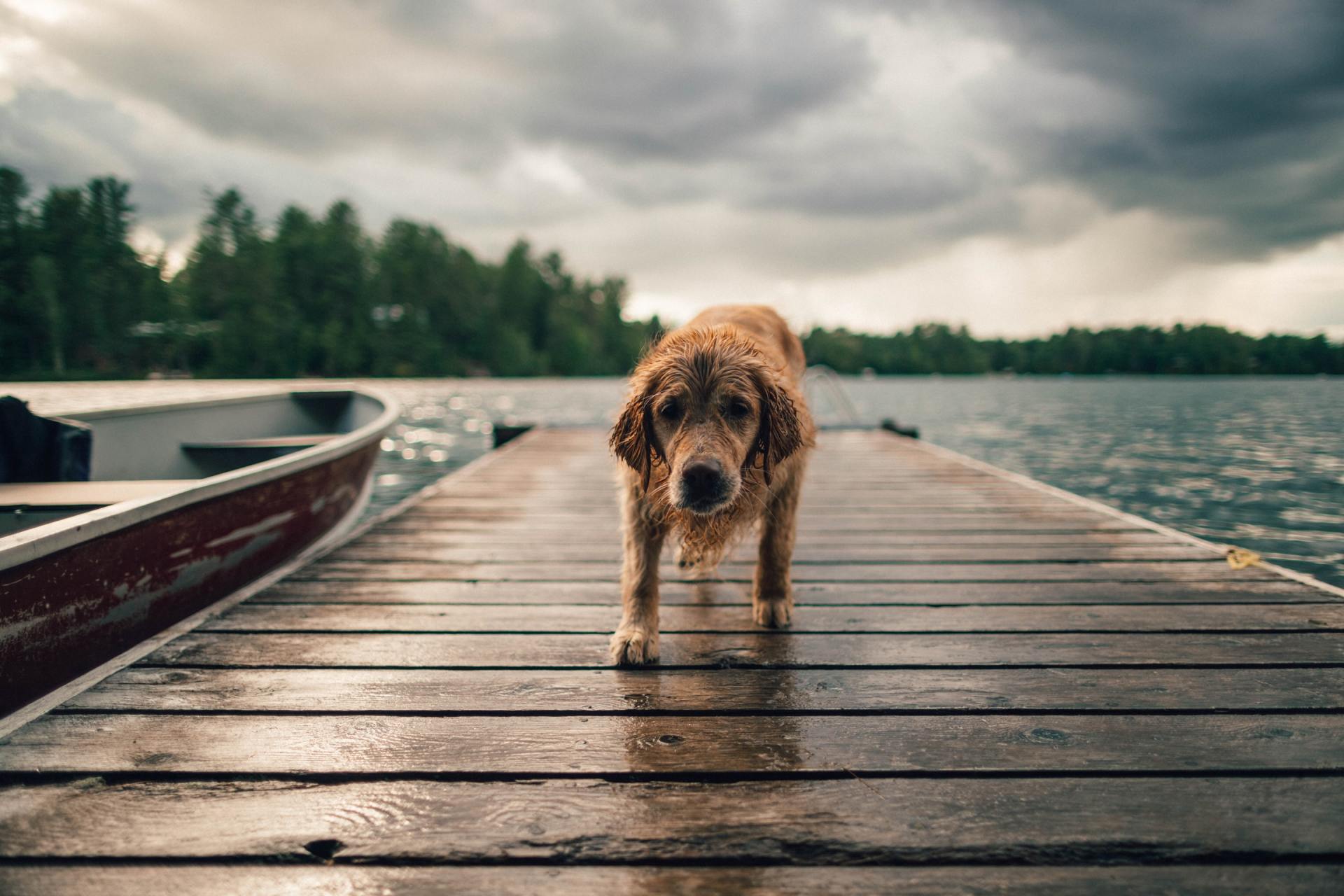 Dock decking — cedar and pressure-treated lumber